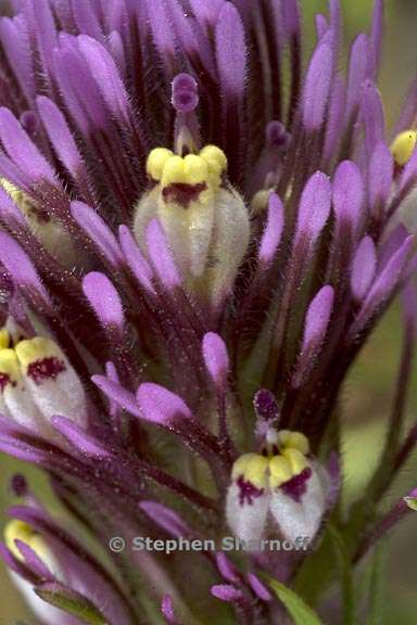 castilleja densiflora ssp densiflora 5 graphic